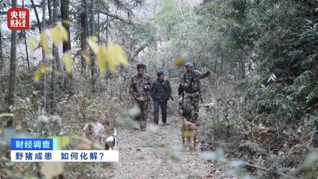 有极强攻击性！警方确认：当场击毙