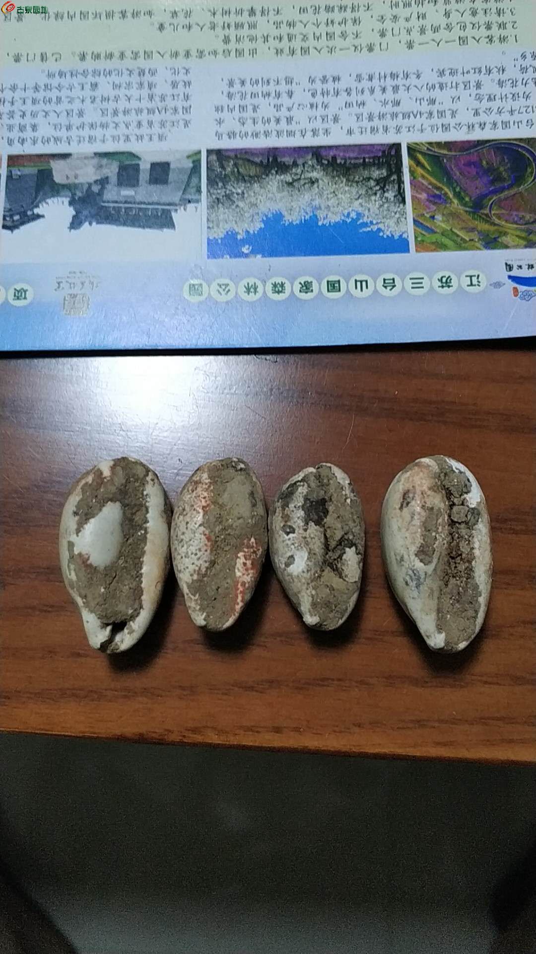 海贝币(海贝币的价格)